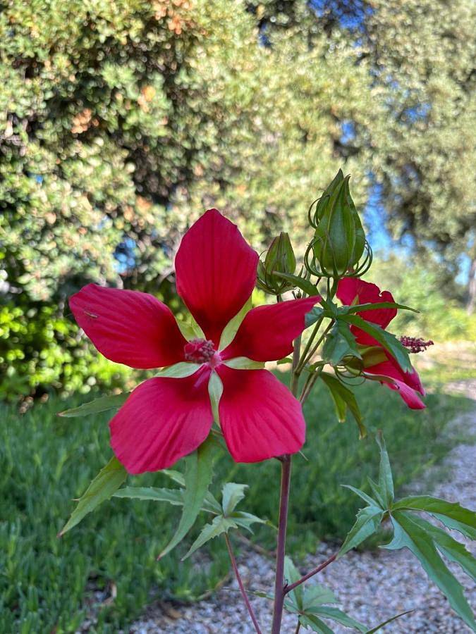 Chambre d’hôte pour 2 personnes, avec vue et balcon à Draguignan - 3