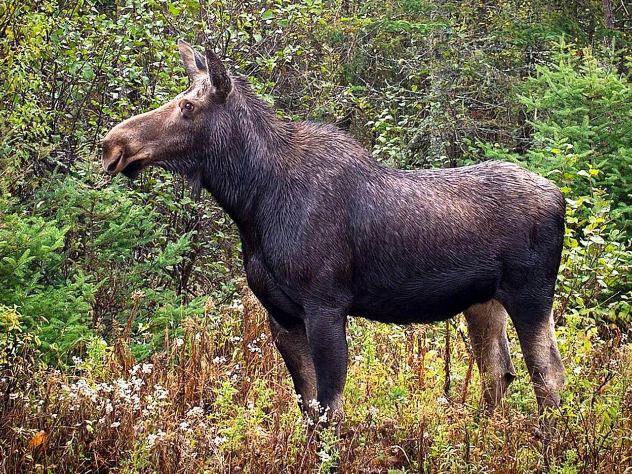 5 person ferie hjemme i Klippan in Hyllstofta, Klippan (Kommune)
