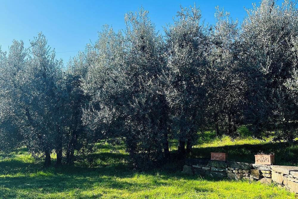 Detached house with swimming pool among the olive groves of Arezzo in Laterina Pergine Valdarno, Chianti