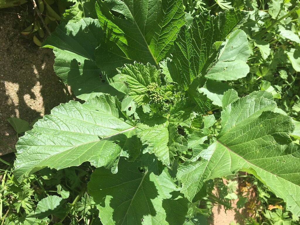 Separates Hauptschlafzimmer mit Privatsphäre in Pleasanton, Alameda County