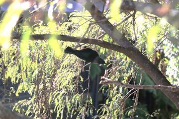 Guesthouse for 2 People in Wellington, Photo 3