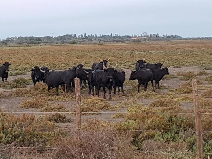 Hôtel pour 2 personnes, avec jardin dans Le Sambuc - 3
