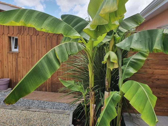 Gîte pour 2 personnes, avec terrasse à Le Teich - 3