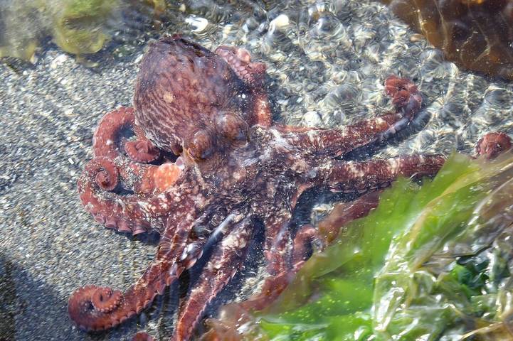 Cabane en bois pour 3 personnes, avec jacuzzi ainsi que terrasse et sauna, animaux acceptés dans Alaska - 3