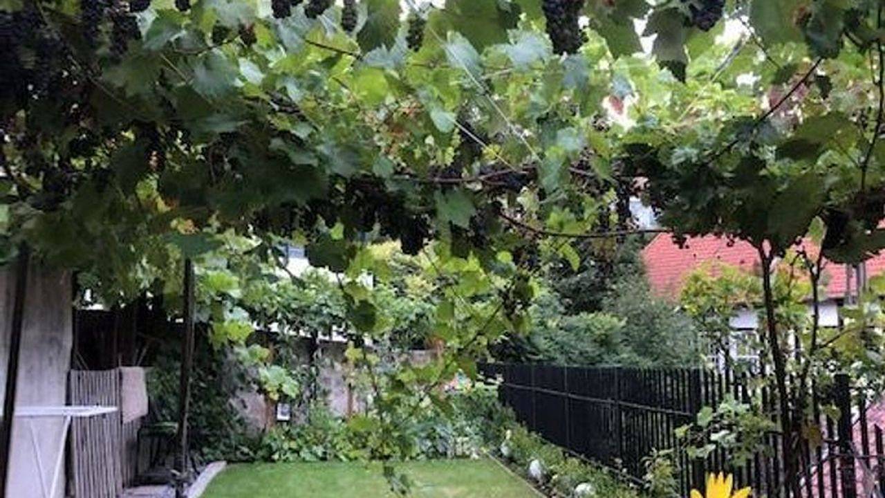 Geheel vakantieappartement, Vakantieappartement voor 3 personen met tuin in Tecklenburg, Münsterland