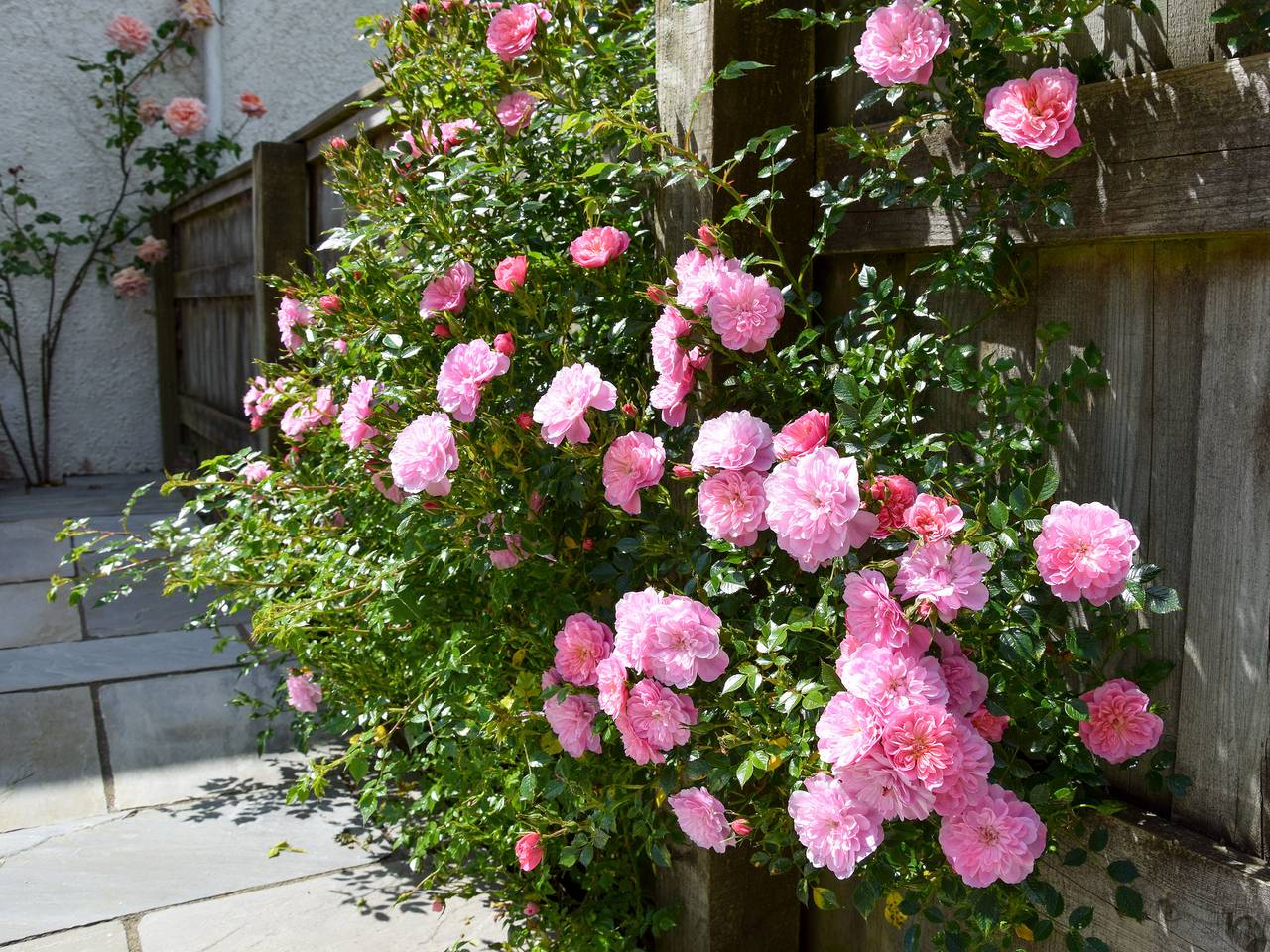 Sweet Briar - 8234 in Bridport, Dorset