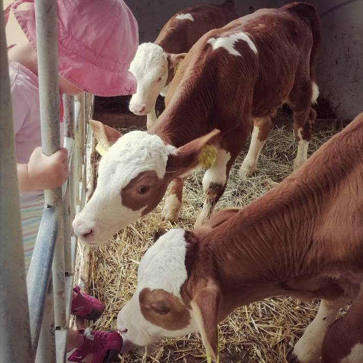 Bauernhof für 4 Personen, mit Garten, kinderfreundlich in Landkreis Rosenheim - 4
