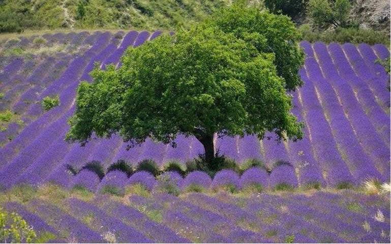 Location de vacances pour 8 personnes, avec piscine et jardin à La Bastide-des-Jourdans - 4