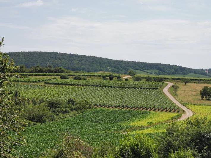 Gîte pour 3 personnes, avec terrasse et vue à Rosheim - 4
