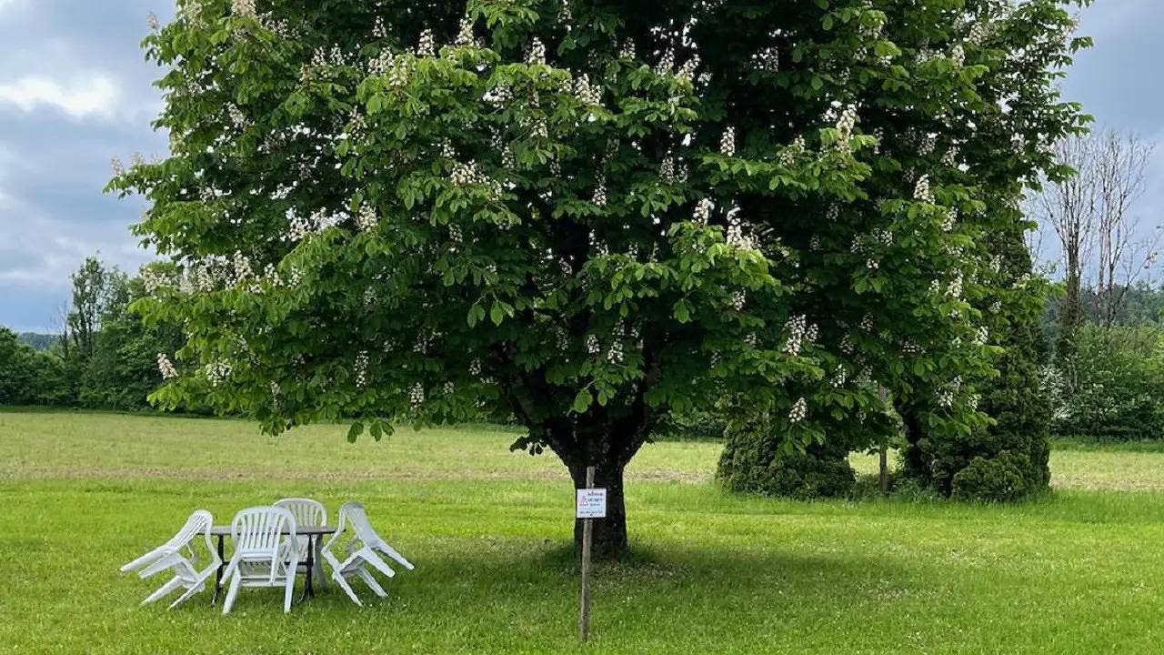 Ganze Ferienwohnung, Ferienwohnung für 4 Personen (70 m²) in Tettnang in Tettnang, Region Bodensee-Oberschwaben