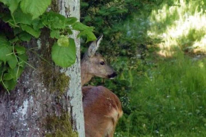 Ferienwohnung für 6 Personen in Kalletal - 4