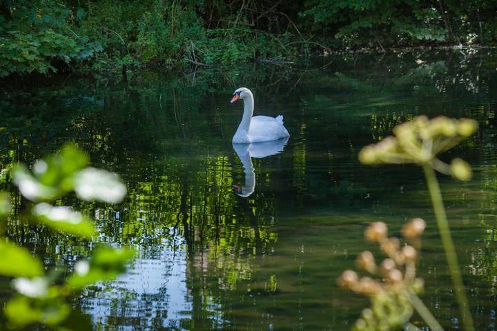 Maison de vacances pour 14 personnes, avec vue et vue sur le lac ainsi que jardin et piscine dans les Ardennes - 4