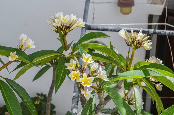 Ferienwohnung für 2 Personen, mit Garten und Ausblick sowie Balkon auf Kreta - 2