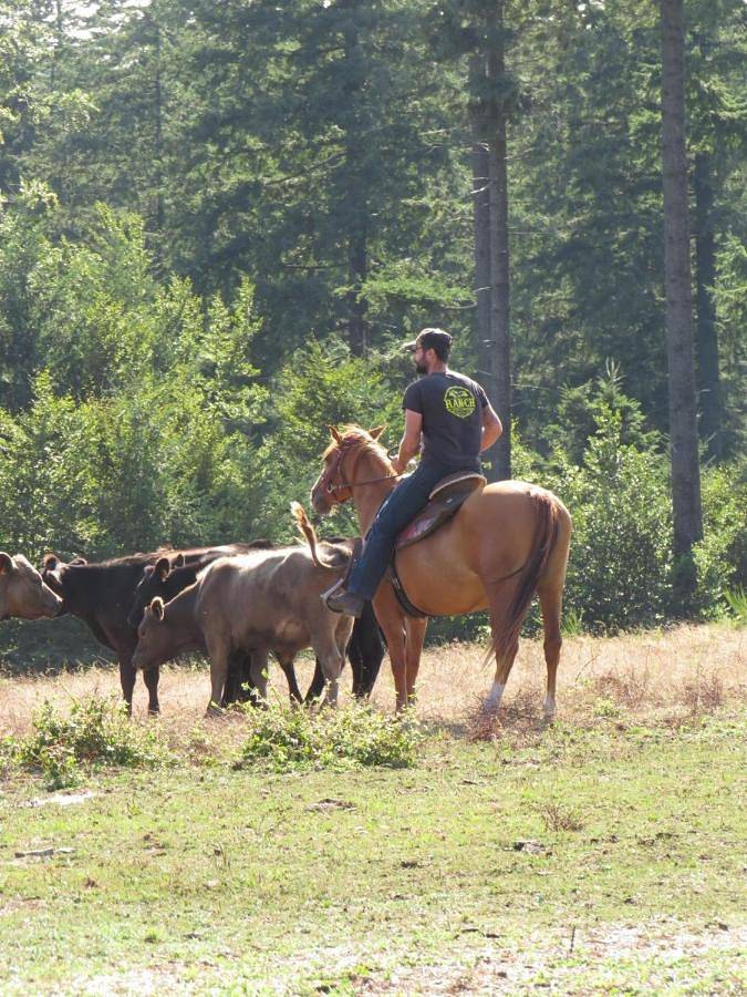 Maison de campagne pour 4 personnes, avec jardin ainsi que vue et terrasse, animaux acceptés à La Salvetat-sur-Agout - 4