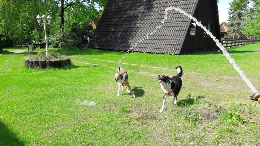 Location de vacances pour 6 personnes, avec jardin, adapté aux familles à Walsrode - 4