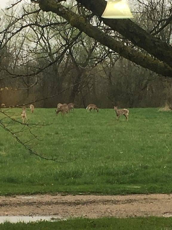 Ganze Wohnung, Oakview@Armada - Village Convience, Country View in Macomb County