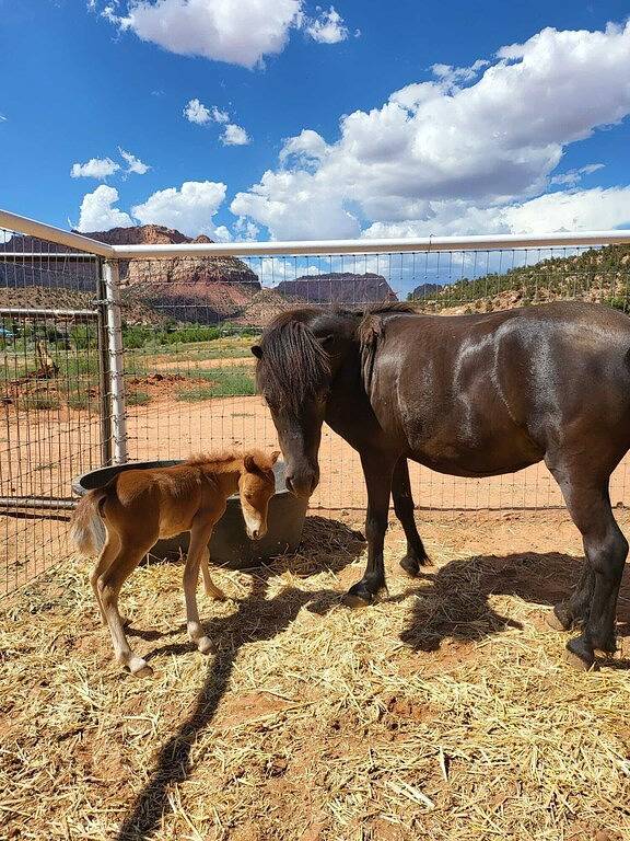 Camping for 3 people, with balcony in Grand Canyon National Park