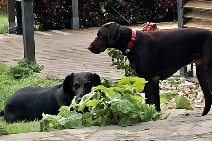 Maison de vacances pour 2 personnes, avec jardin et terrasse à Saint-Martin-de-Fressengeas