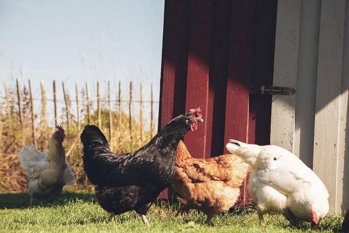Ferienwohnung für 5 Personen, mit Garten und Sauna, kinderfreundlich in Hürup - 2
