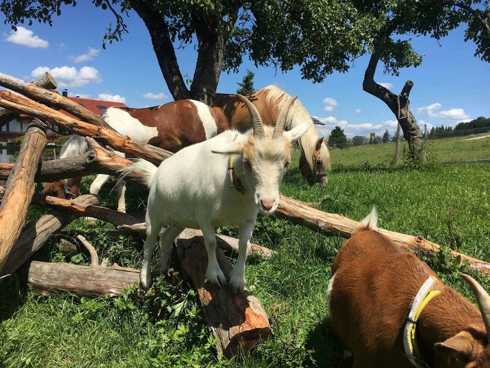 Bauernhof für 4 Personen, mit Garten in Bernau am Chiemsee - 2