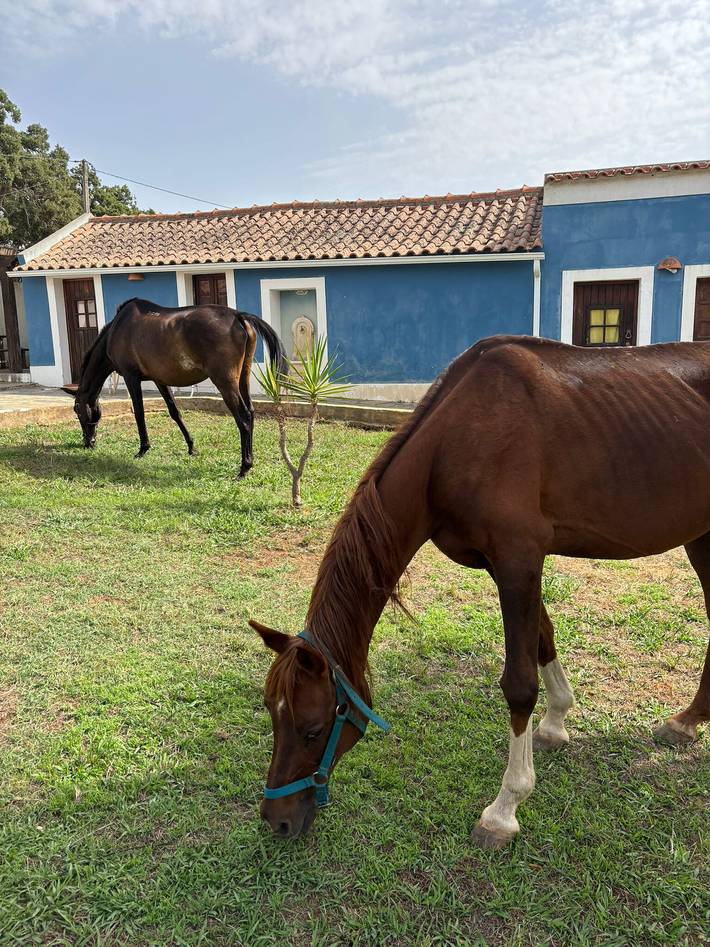 Holiday rental for 2 people, with garden in Alentejo