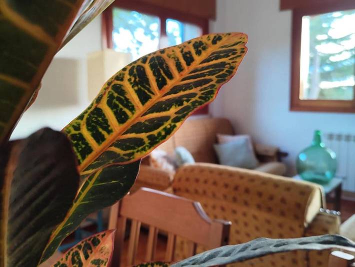 Gîte pour 6 personnes, avec jardin et vue, animaux acceptés à Las Navas del Marqués - 2