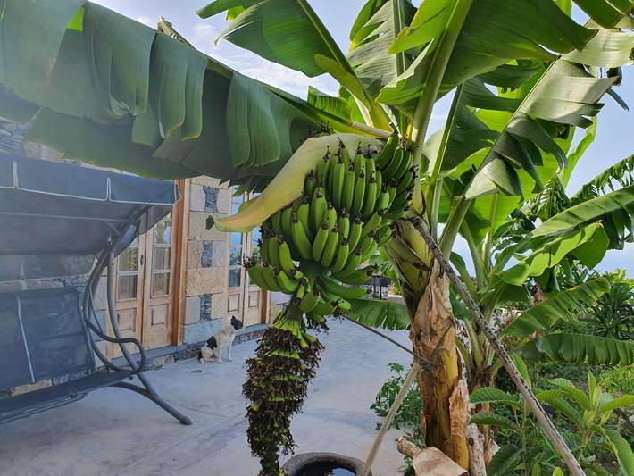 Casa de vacaciones para 2 personas, con jardín y balcón en La Gomera - 4