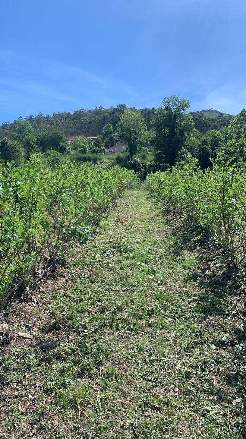 Location de vacances pour 5 personnes, avec vue ainsi que piscine et jardin dans Vizela - 4
