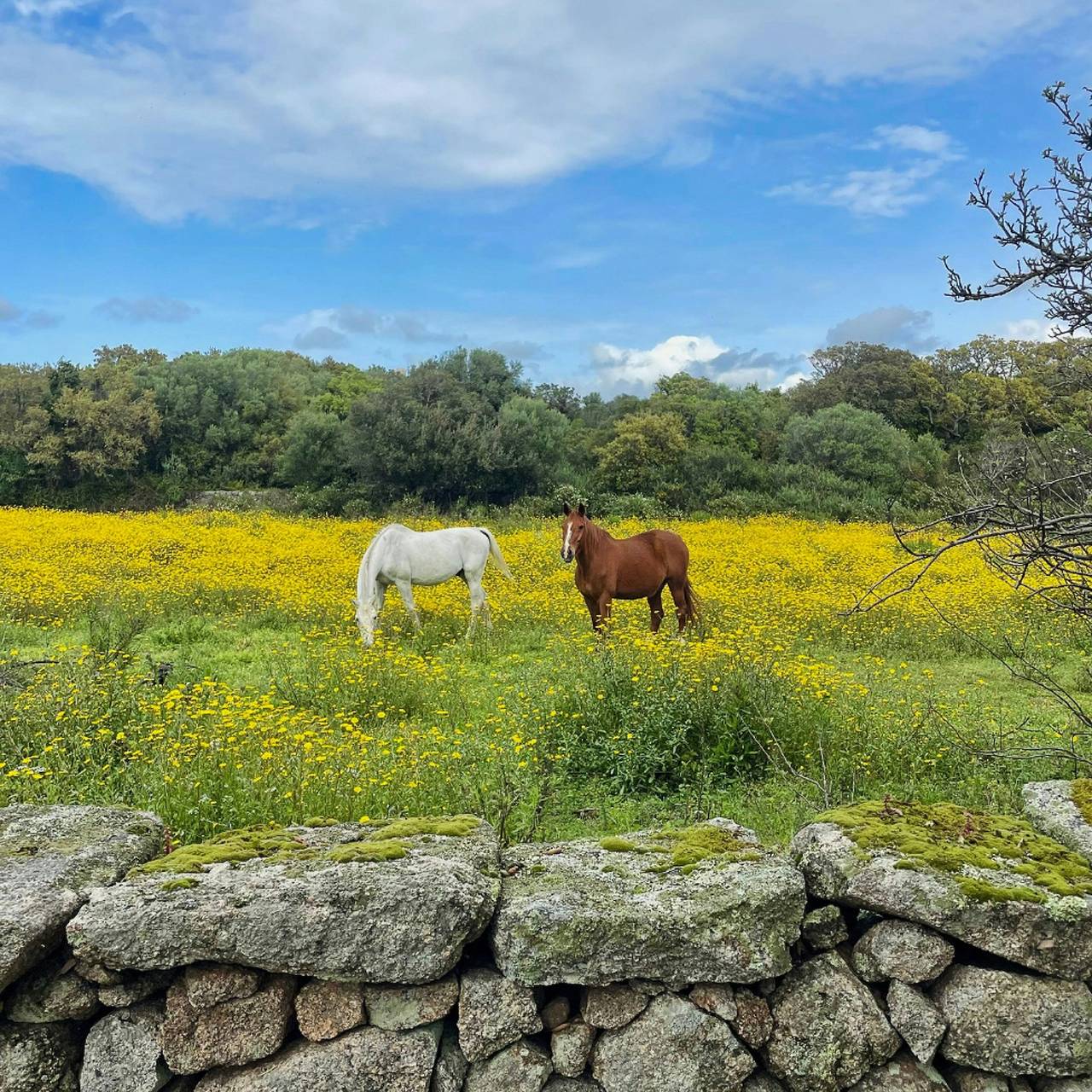 Gallurischer Pferdestall in der Nähe von Luogosanto in Luogosanto, Gallura