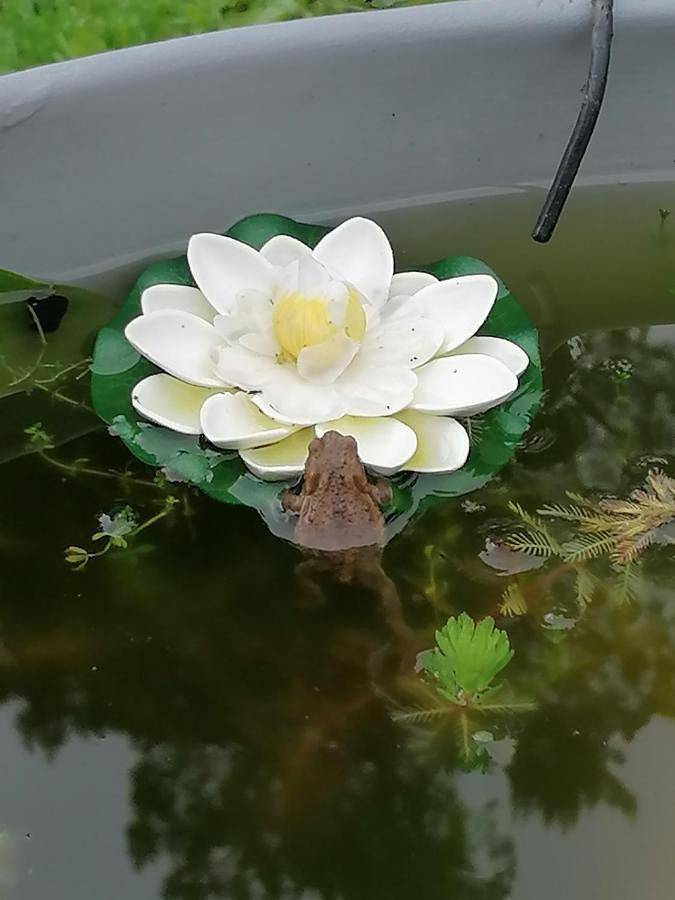 Camping pour 3 personnes, avec terrasse et jardin dans Haute-Vienne - 4