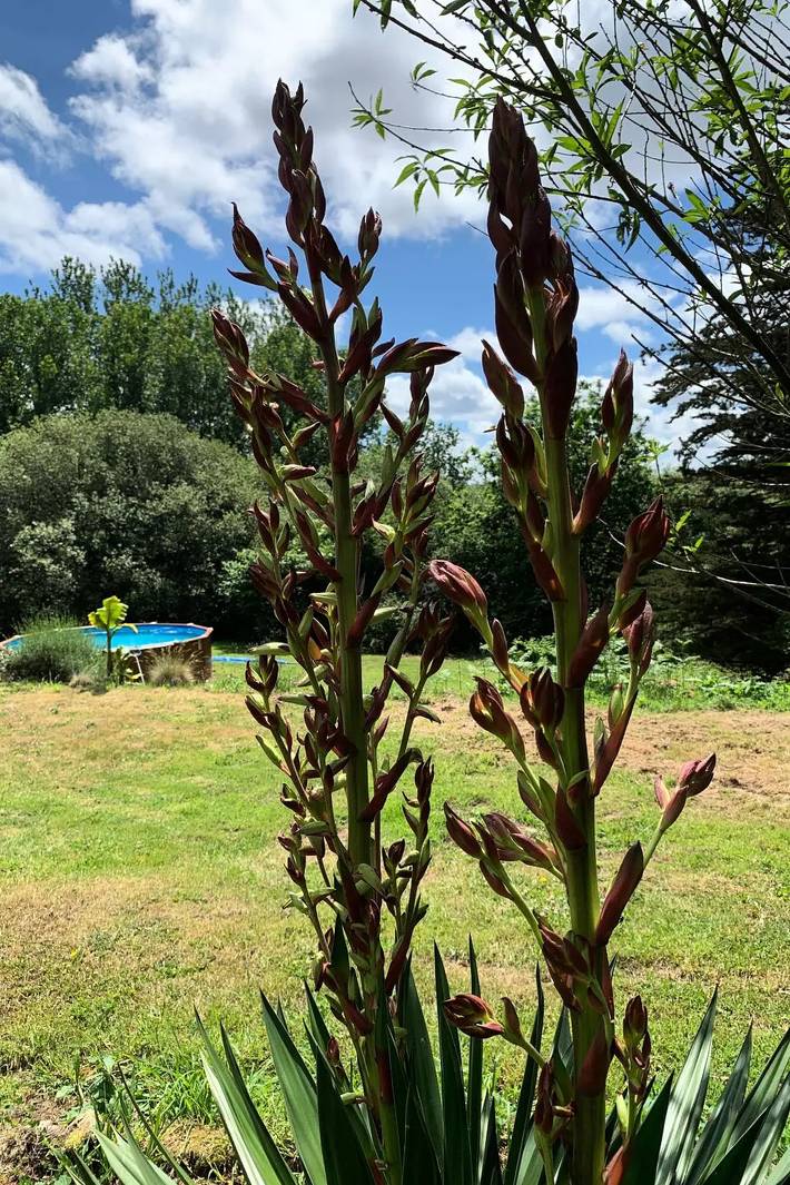 Location de vacances pour 2 personnes, avec piscine et jardin à Plounérin - 4