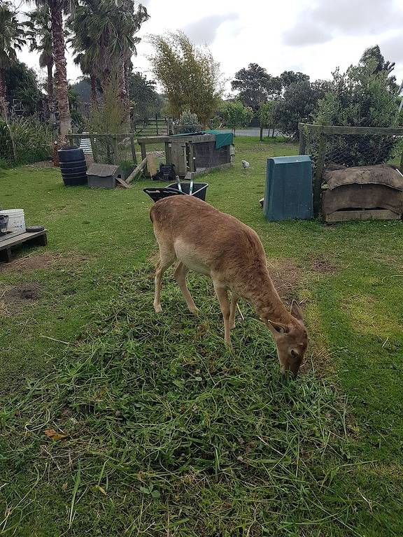 Log Cabin for 3 People in Bay of Plenty, New Zealand