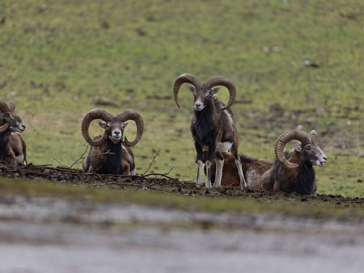 Hütte für 4 Personen, mit Pool und Balkon in Brandenburg - 2