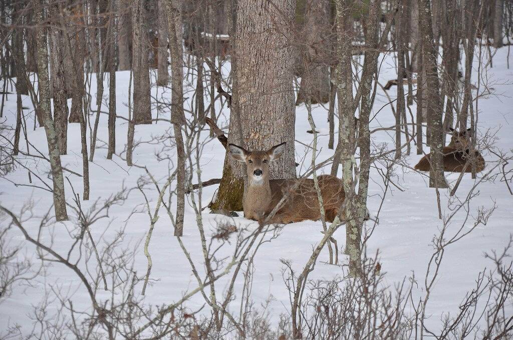 Makelloses, geräumiges Luxus-Chalet mit 5 Schlafzimmern und 3 Bädern für 14+ Personen in Masthope, Pike County
