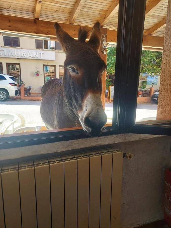 Hôtel pour 2 personnes, avec vue et terrasse, animaux acceptés à Évisa - 4