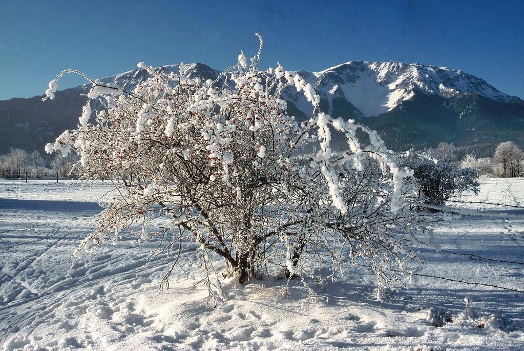 Gasthof Pension Schmirl - Exklusiv Doppelzimmer mit Balkon in Puchberg am Schneeberg, Wiener Alpen in Niederösterreich Region