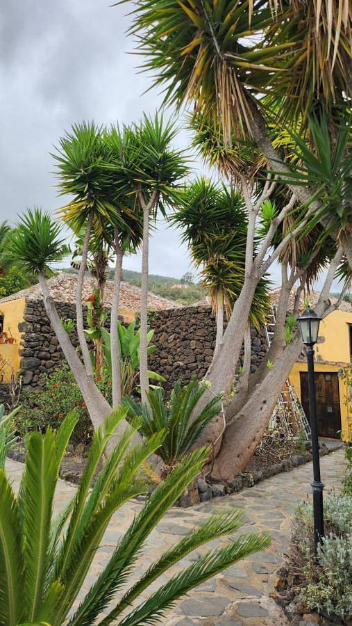 Deluxe One-Bedroom Apartment with Garden View in Cueva del Viento, Icod de los Vinos