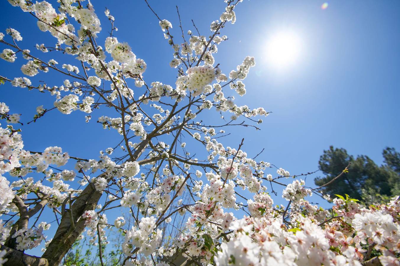 Villa Telio in Korfu