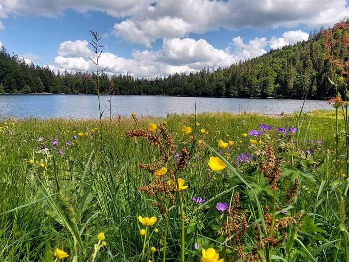 Hotel für 16 Personen, mit Garten und Balkon in Feldberg - 3