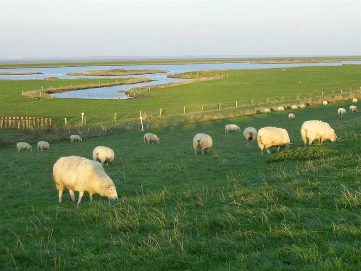 Ferienhaus für 5 Personen, mit Garten in Neßmersiel - 4