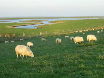 Ferienhaus für 5 Personen in Neßmersiel, Dornum, Bild 3