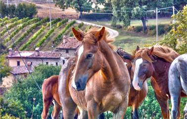 Casa Vacanza per 20 Persone in San Venanzo, Provincia di Terni, Foto 2