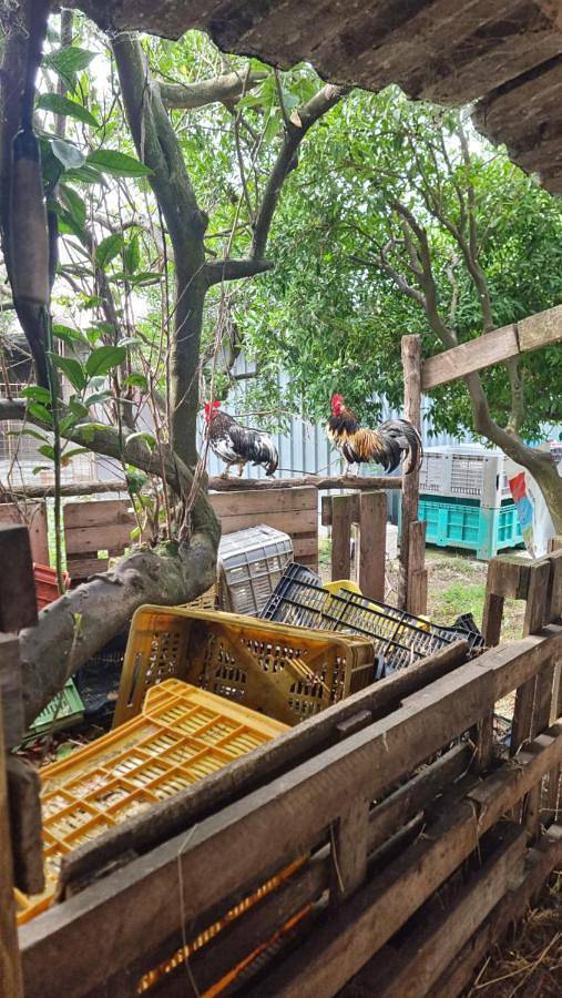 Le colonne di cesare in Boscoreale, Parco nazionale del Vesuvio
