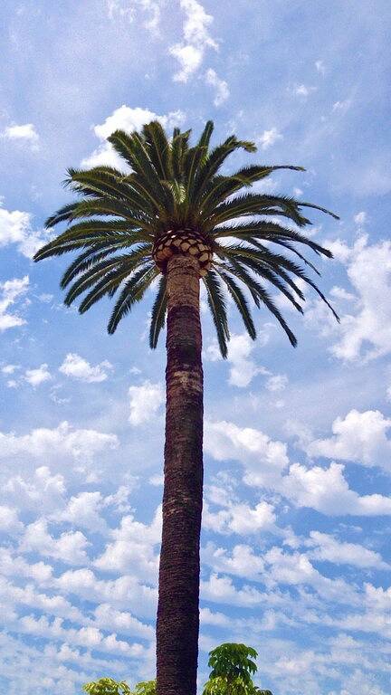 Laissez-vous dorloter dans un luxe éclectique - tranche de ciel Incomparable! in Santa Monica, Los Angeles County