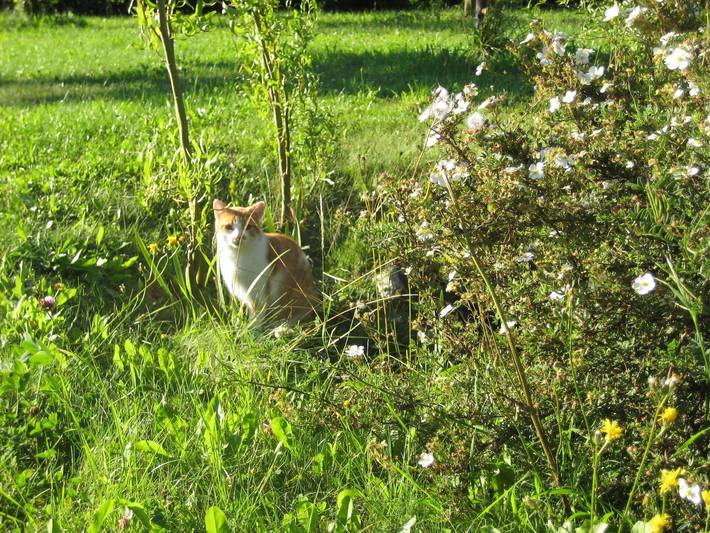 Ferienhaus für 5 Personen, mit Balkon und Sauna sowie Ausblick und Garten, kinderfreundlich in der Fränkische Schweiz - 4