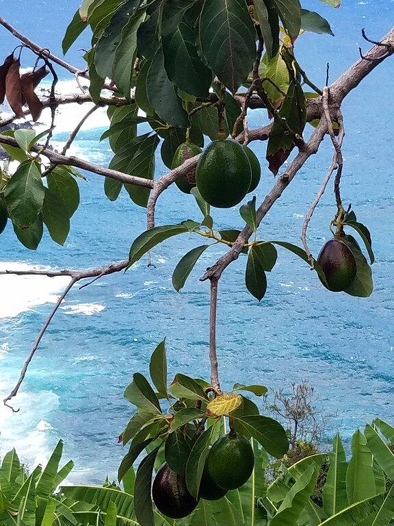 2 Schlafzimmer / 2 Badezimmer Oceanfront Cliff House an der Küste von Hamakua in Laupahoehoe, Hamakua