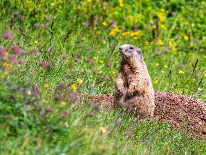 Hütte für 9 Personen, mit Terrasse und Ausblick, kinderfreundlich im Lechtal - 3
