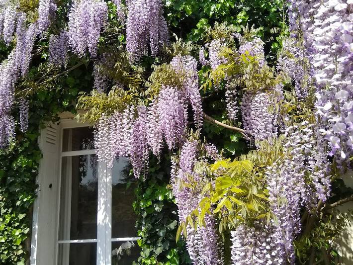 Chambre d’hôte pour 2 personnes, avec piscine et jardin en Charente-Maritime - 4