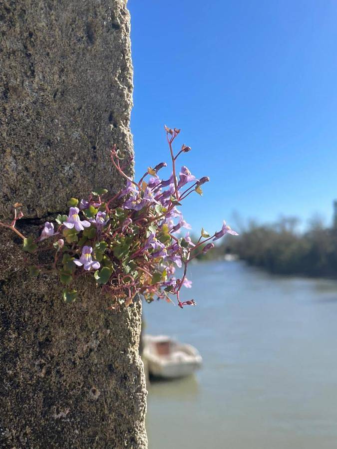 Location de vacances pour 8 personnes, avec vue et terrasse à Saint-Savinien - 2