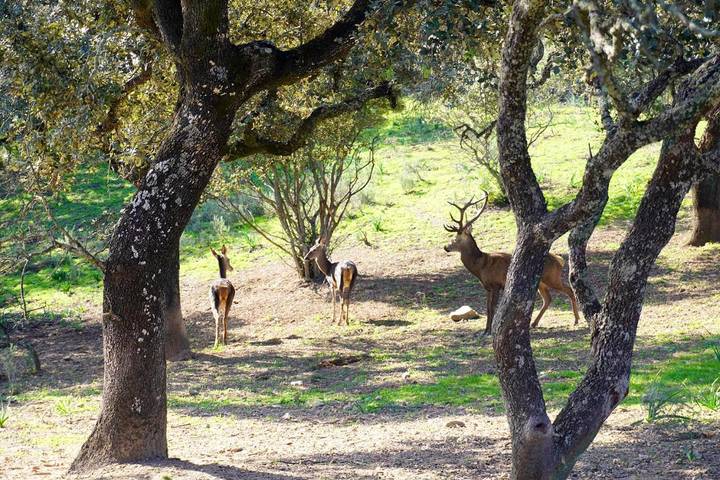 Gîte pour 7 personnes, avec piscine ainsi que vue et jardin à La Puebla de los Infantes - 3